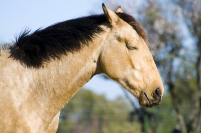 bewijs roze het laatste 10 fascinerende paarden feiten -