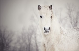 Pony in de winter