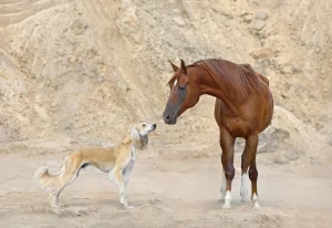 Paard en hond 